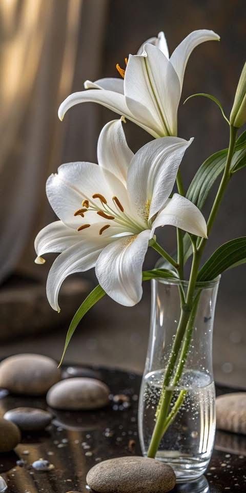Lilies
